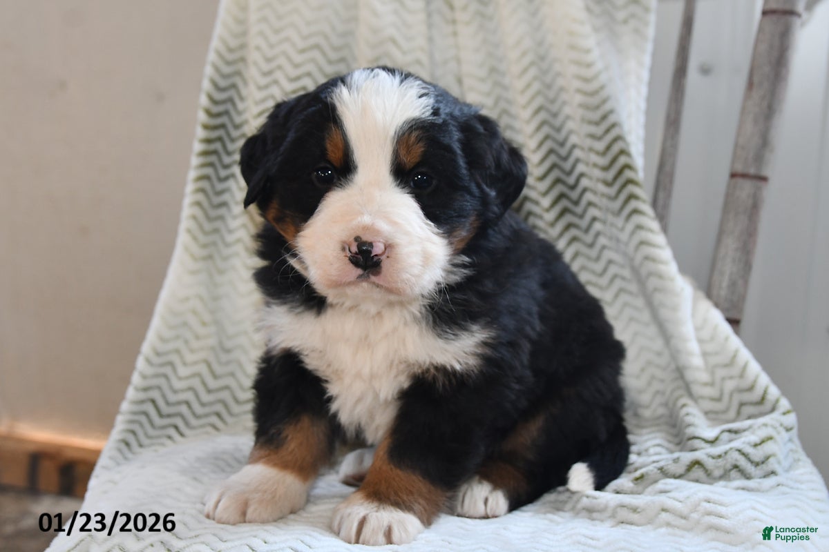 Bernese Mountain Dog dogs Tanner - Ad 33