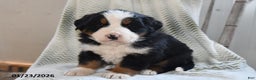 Bernese Mountain Dog dogs for sale: Tanner - Ad 1