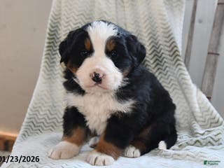 Bernese Mountain Dog dogs Tanner - Ad 33