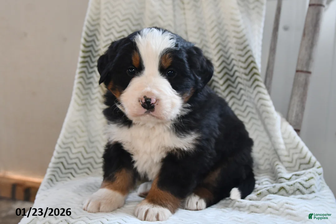 Bernese Mountain Dog dogs for sale: Tanner - Ad 1