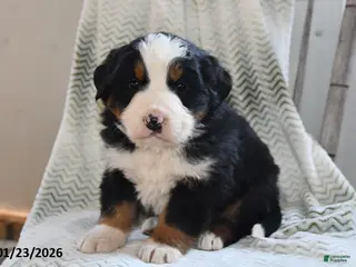 Bernese Mountain Dog dogs Tanner - Ad 14