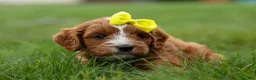Cavapoo dogs for sale: Milo 💙🦴 - Ad 1