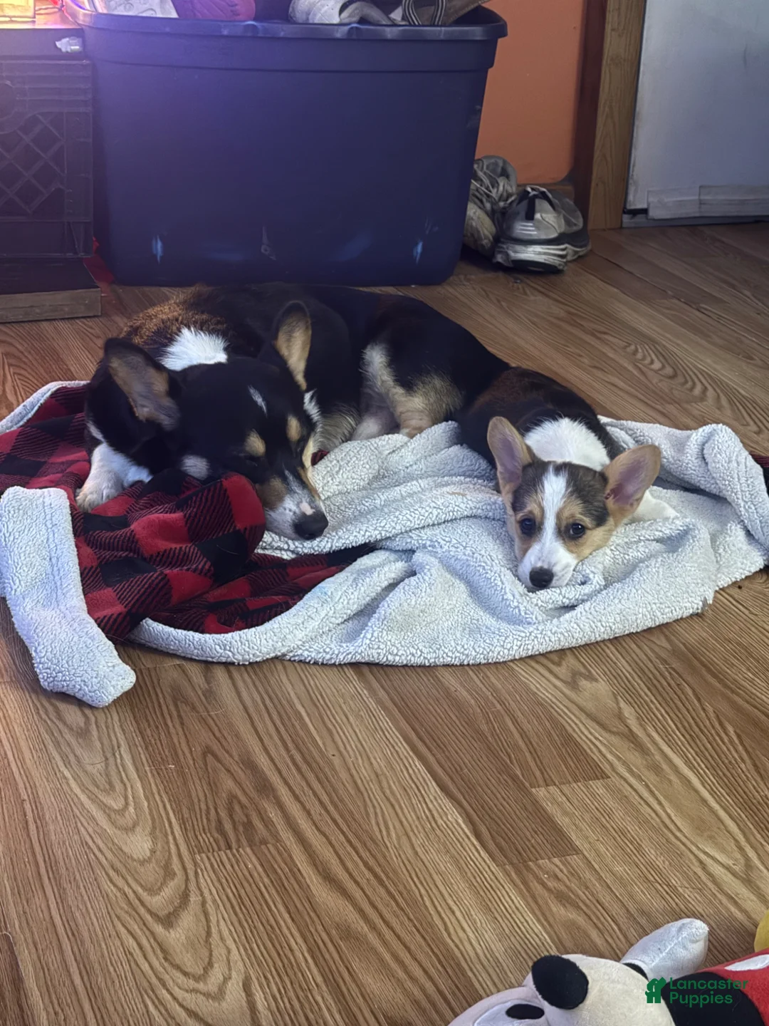 Gallery Image {{count}}