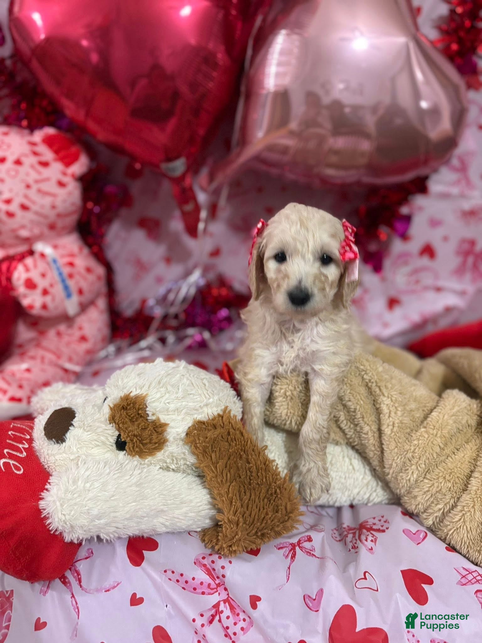 Goldendoodle dogs Goldendoodle Puppy 10 - Ad 21