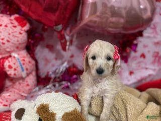 Goldendoodle dogs Goldendoodle Puppy 10 - Ad 21
