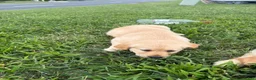 Golden Retriever dogs for sale: Golden Retriever 1 - Ad 3