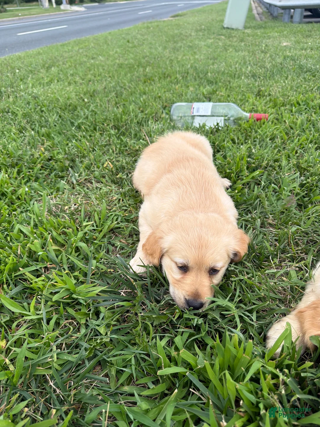 Golden Retriever dogs for sale: Golden Retriever 1 - Ad 3