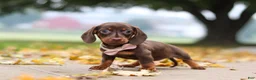 Miniature Dachshund dogs for sale: Lilly - Ad 4