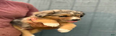 Duke