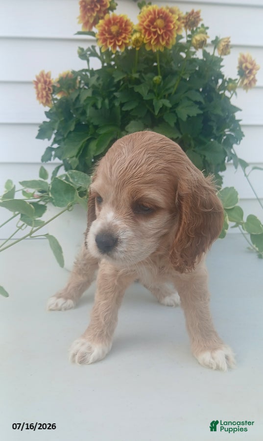 Cocker Spaniel dogs Tracey - Ad 1