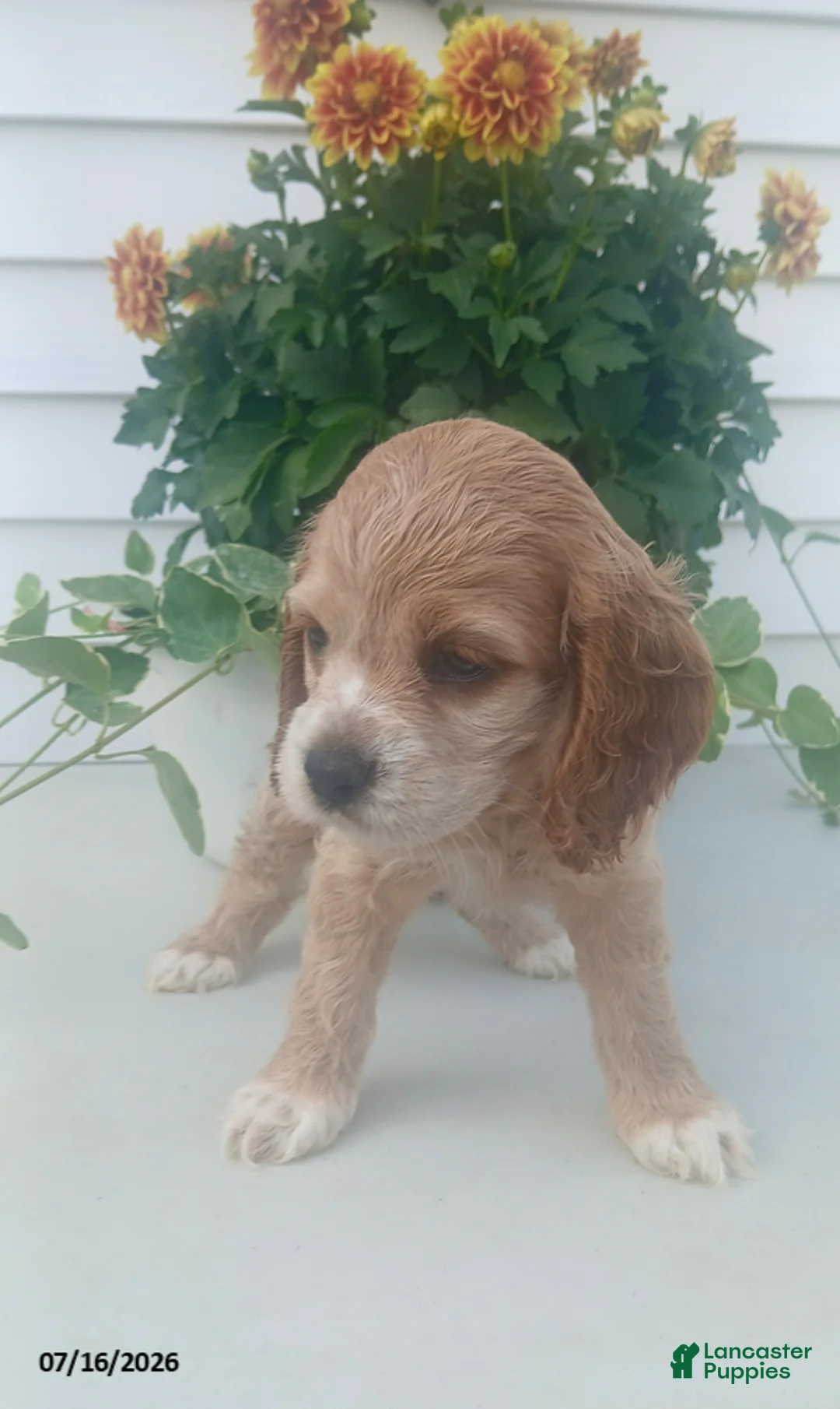 Cocker Spaniel dogs for sale: Tracey - Ad 1