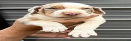 Catahoula Leopard Dog dogs for sale: Arrow - Ad 3