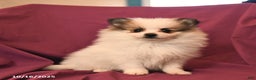 Pomeranian dogs for sale: Sport - Ad 9