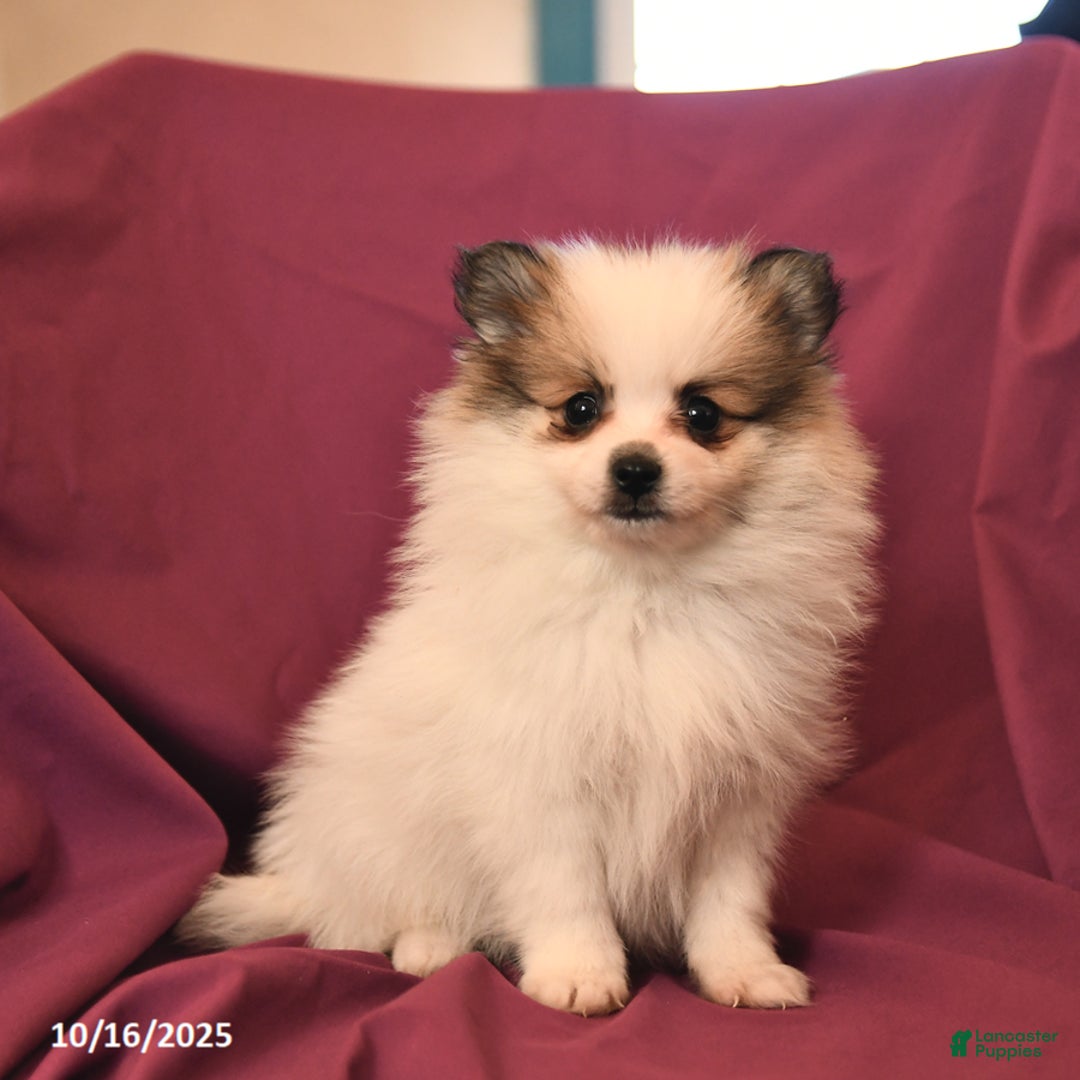 Pomeranian dogs for sale: Sport - Ad 9