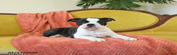 Boston Terrier dogs for sale: Dasher - Ad 14