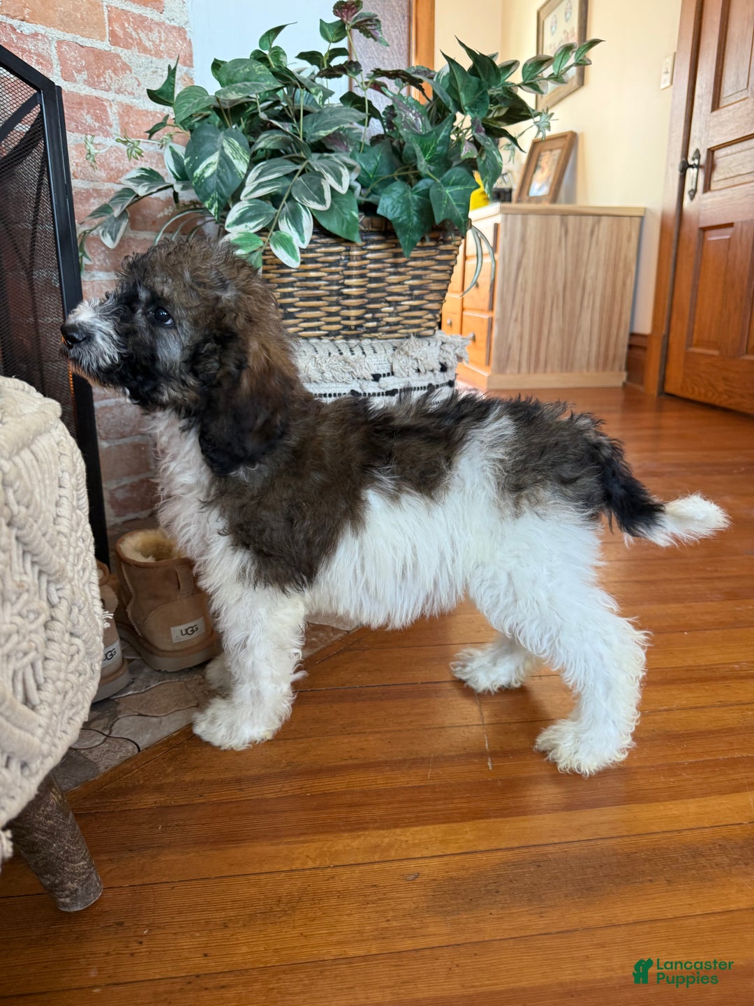 Saint Berdoodles dogs for sale: Ruth - Ad 9