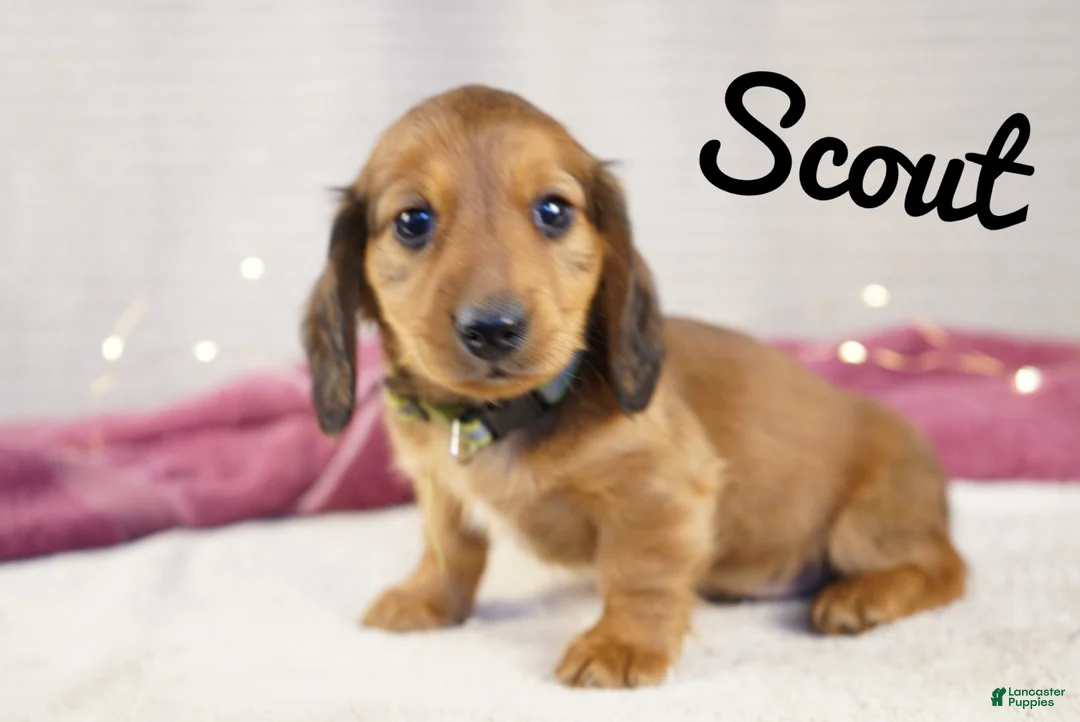 Miniature Dachshund dogs for sale: Scout - Ad 5