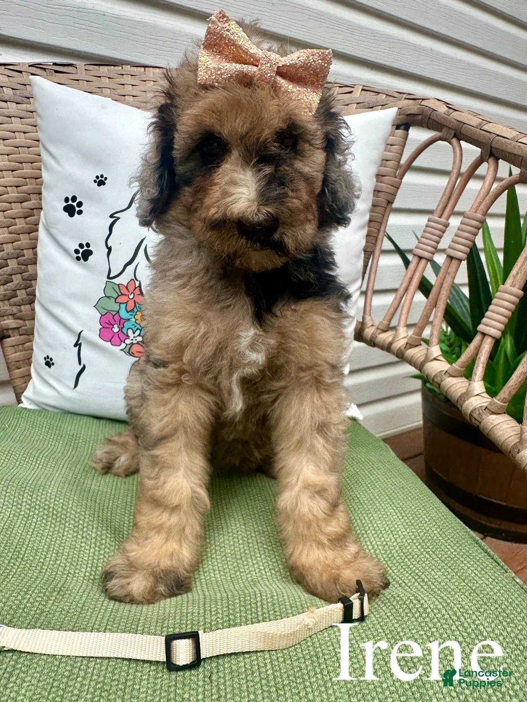 Standard Poodle dogs for sale: Irene - Ad 1