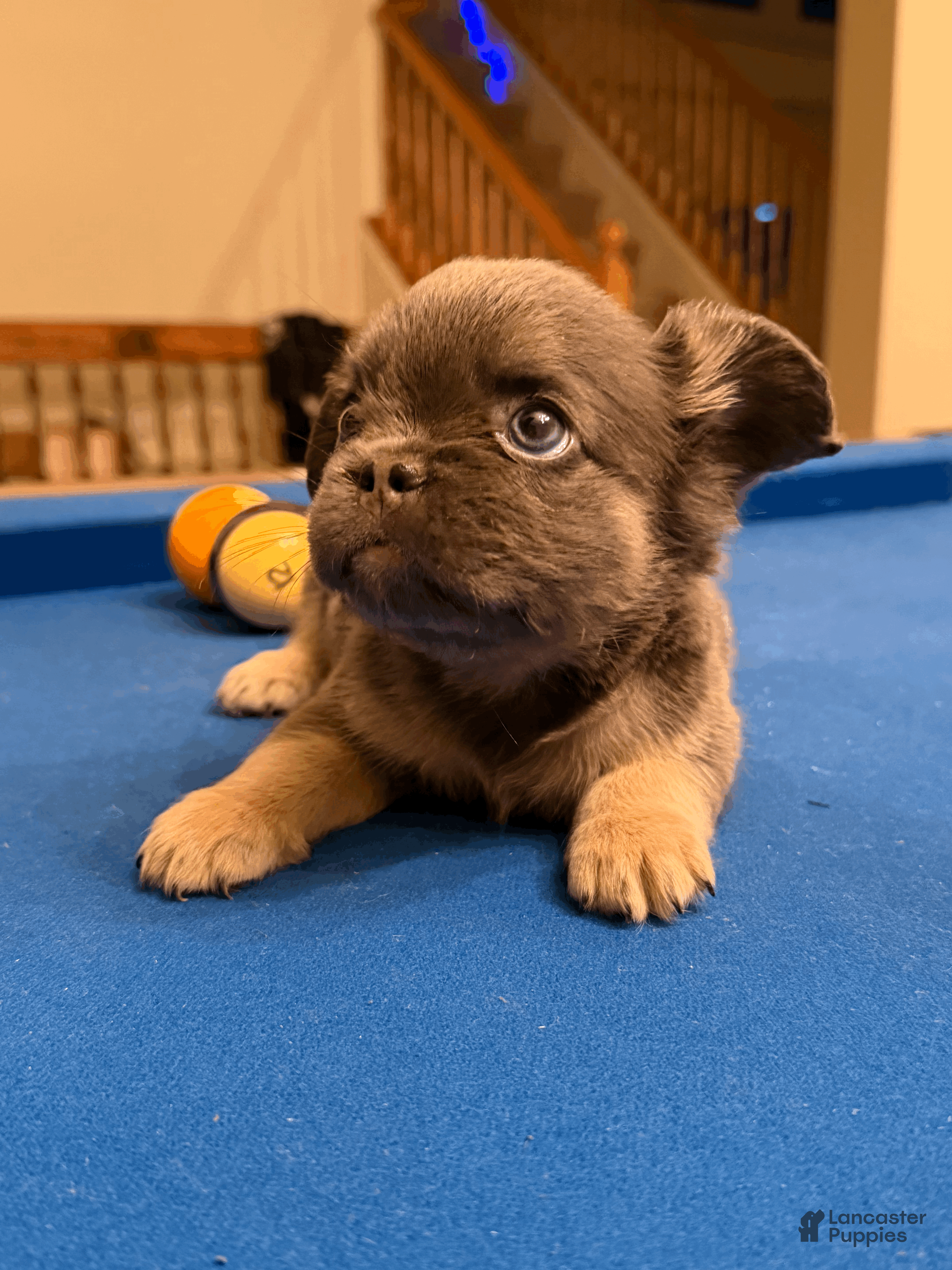 French Bulldog dogs French Bulldog Puppy 5 - Ad 22