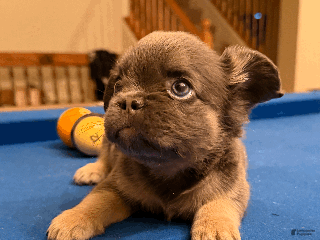 French Bulldog dogs French Bulldog Puppy 5 - Ad 10