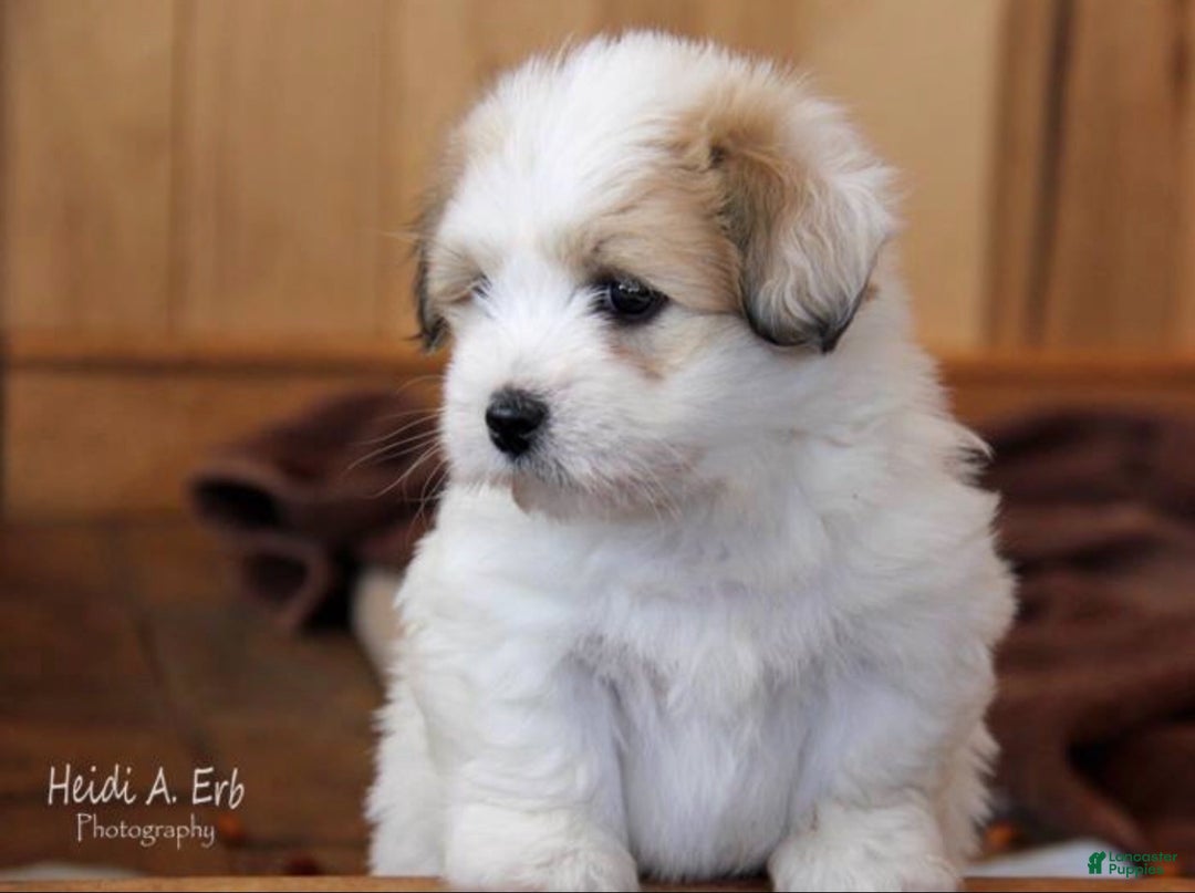 Coton De Tulear dogs for sale: Coton De Tulear Puppy 2 - Ad 3