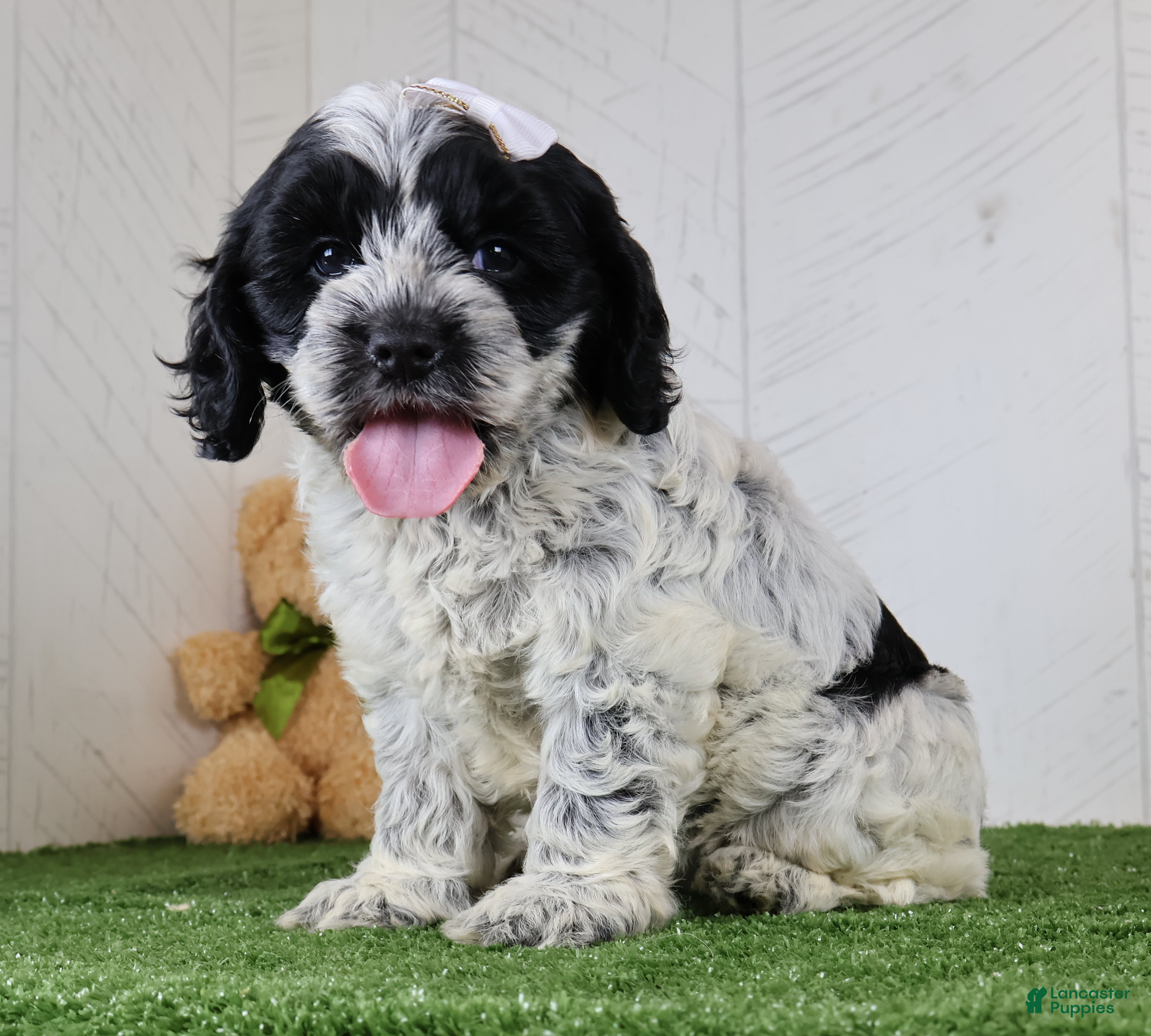 Cockapoo dogs Cookie - Ad 2