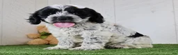 Cockapoo dogs for sale: Cookie - Ad 2