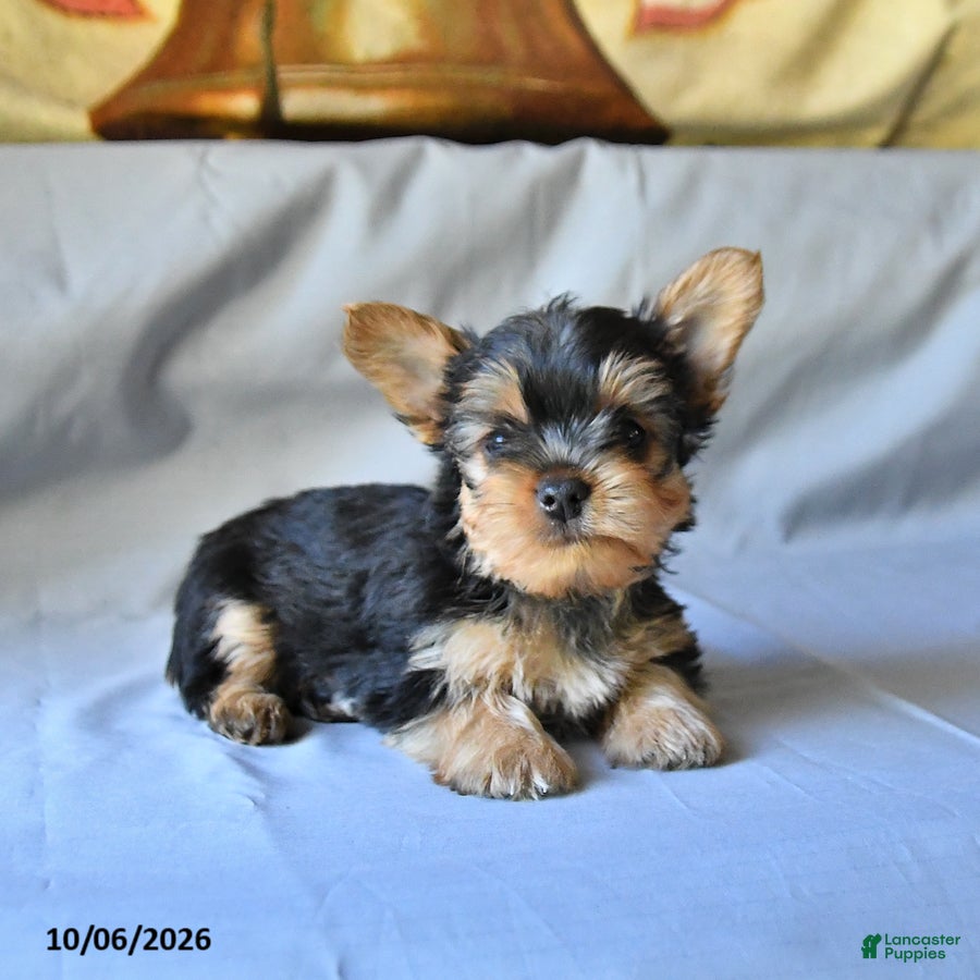 Yorkshire Terrier dogs Steve - Ad 2