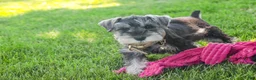 Miniature Schnauzer dogs for sale: Nellie Belle - Ad 7