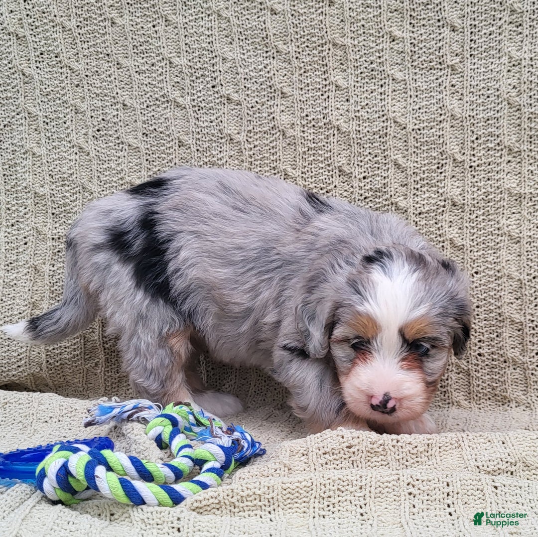 Mini Bernedoodle dogs for sale: Susie - Ad 7