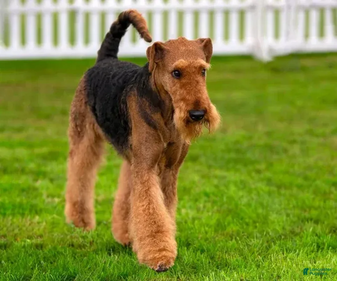 Airedale Terrier dogs for sale: Airedale Terrier 3 - Ad 1