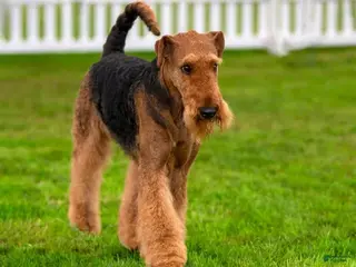 Airedale Terrier dogs Airedale Terrier 3 - Ad 13
