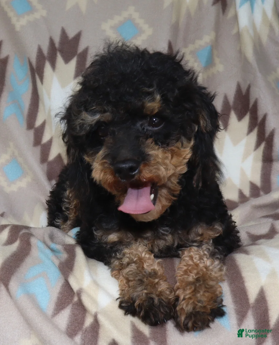 Toy Poodle dogs for sale: Double T apricot male - Ad 11