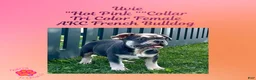 French Bulldog dogs for sale: Uvie “Hot Pink” Collar, Female  - Ad 7