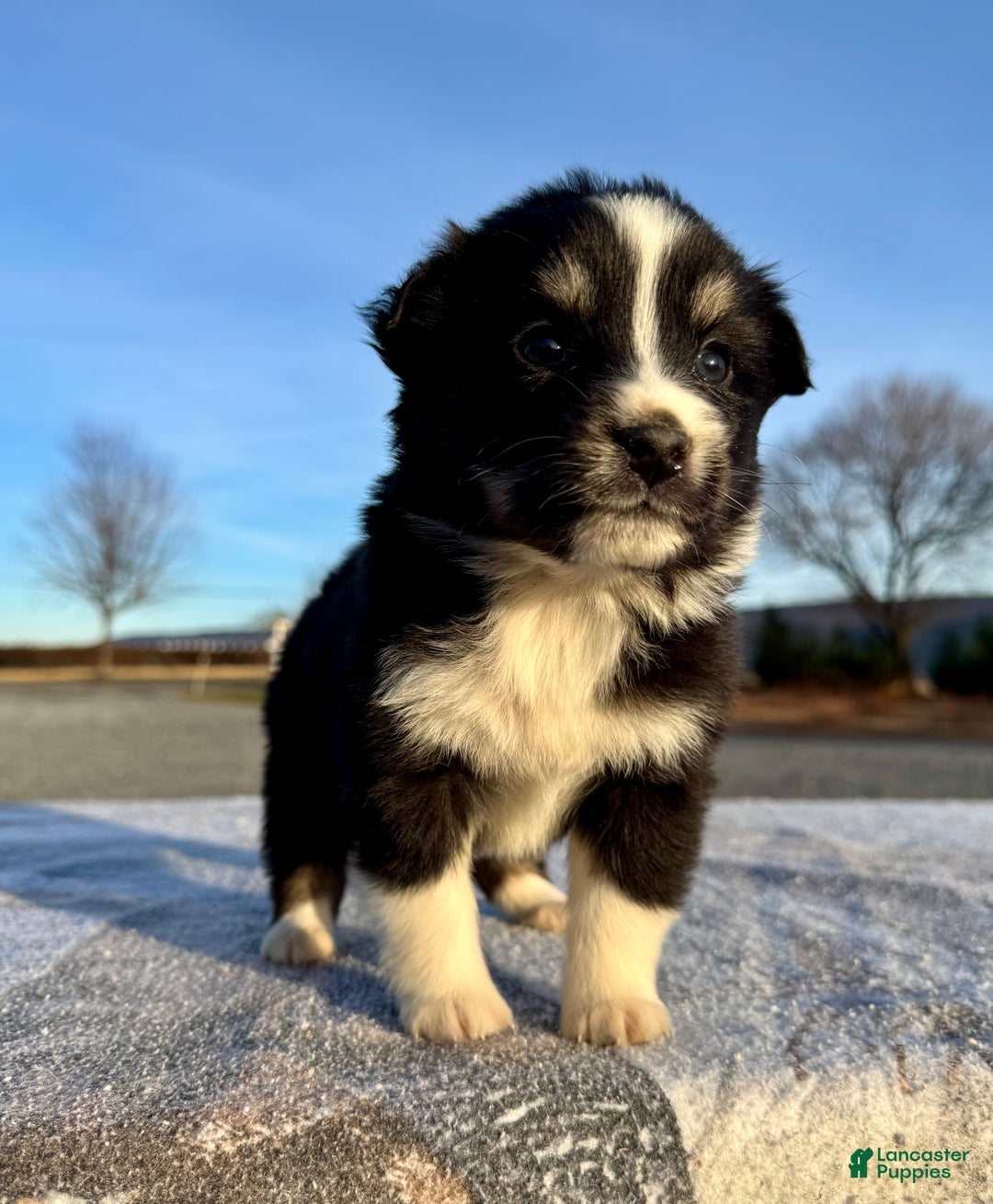 Miniature Australian Shepherd dogs for sale: Willow  - Ad 5