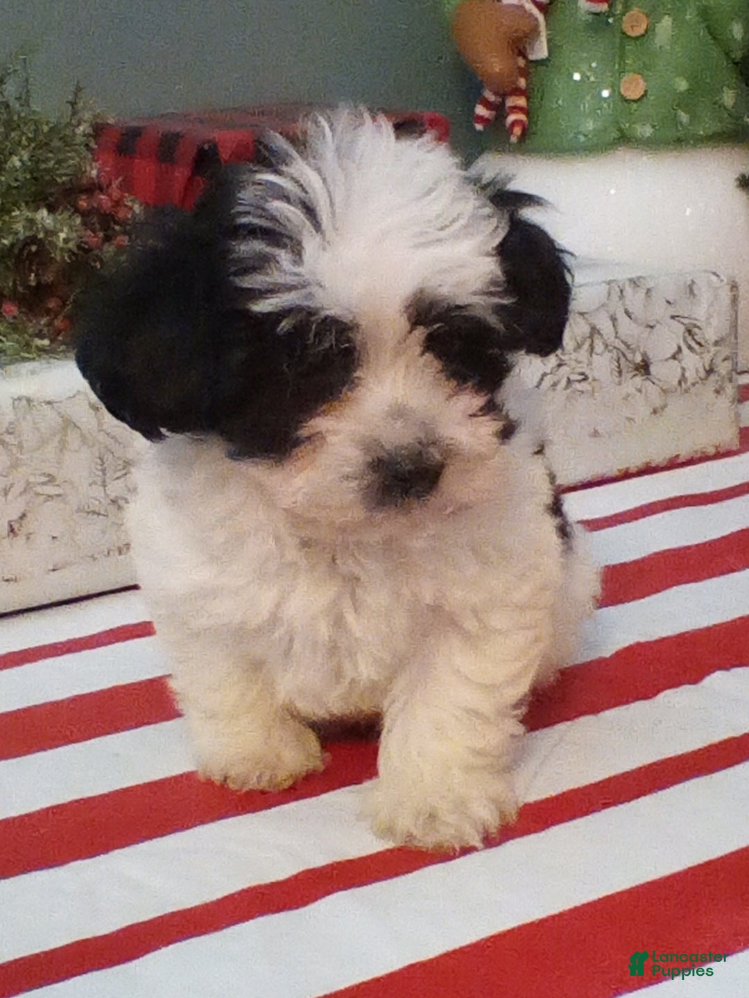 Havapoo dogs for sale: Benji - Ad 3