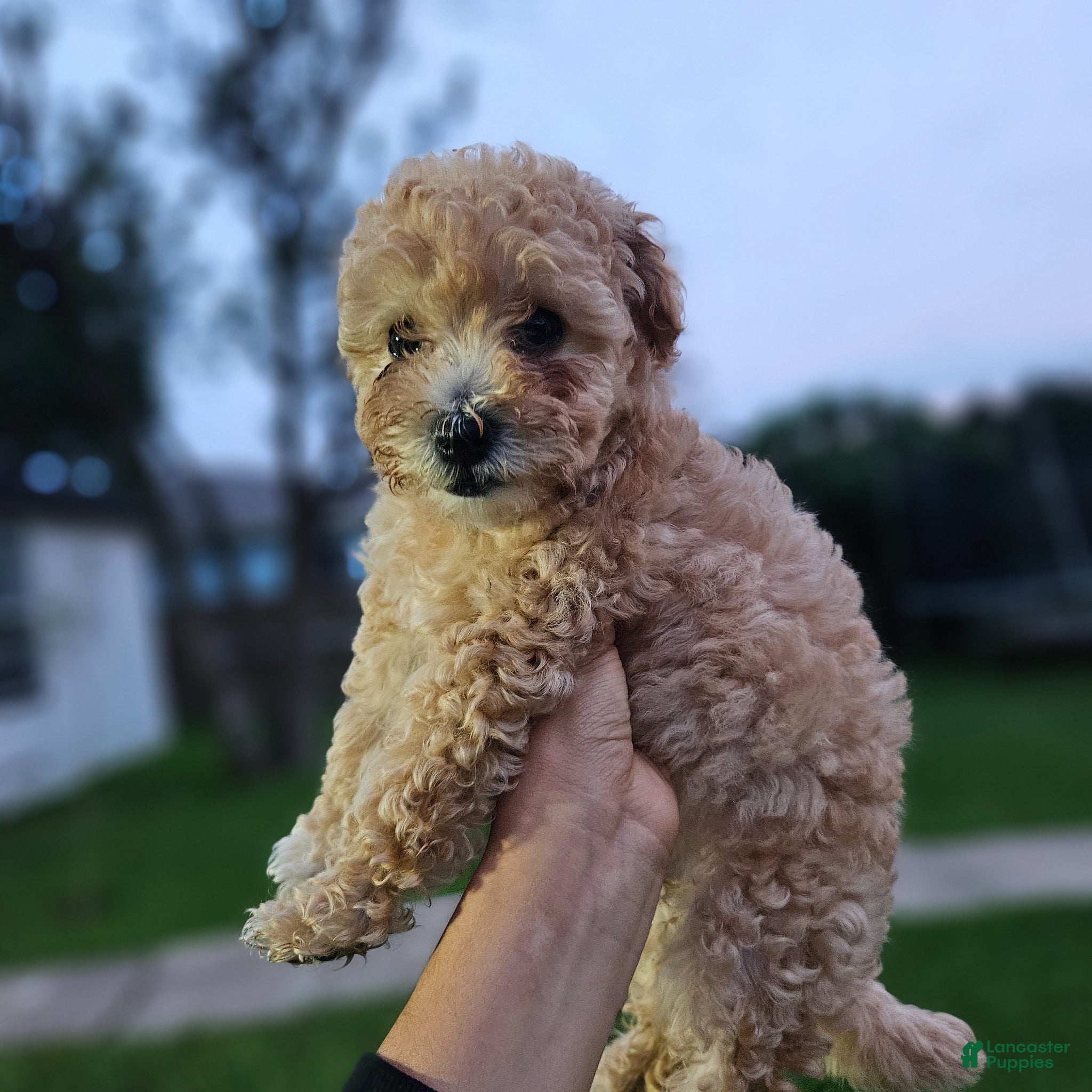 Toy Poodle dogs Toy Poodle Puppy 1 - Ad 7