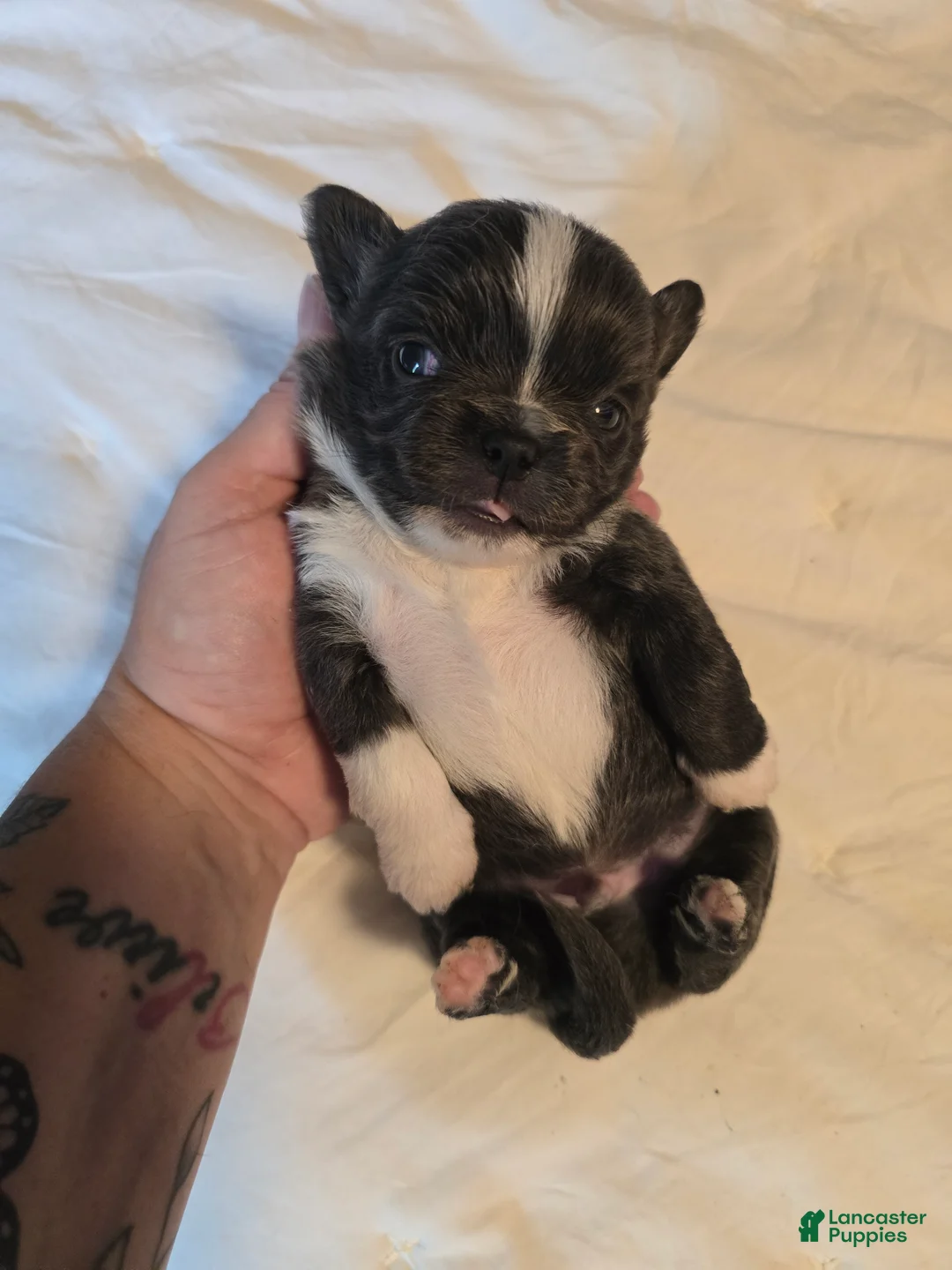 Chihuahua dogs for sale: Jazz - Ad 2