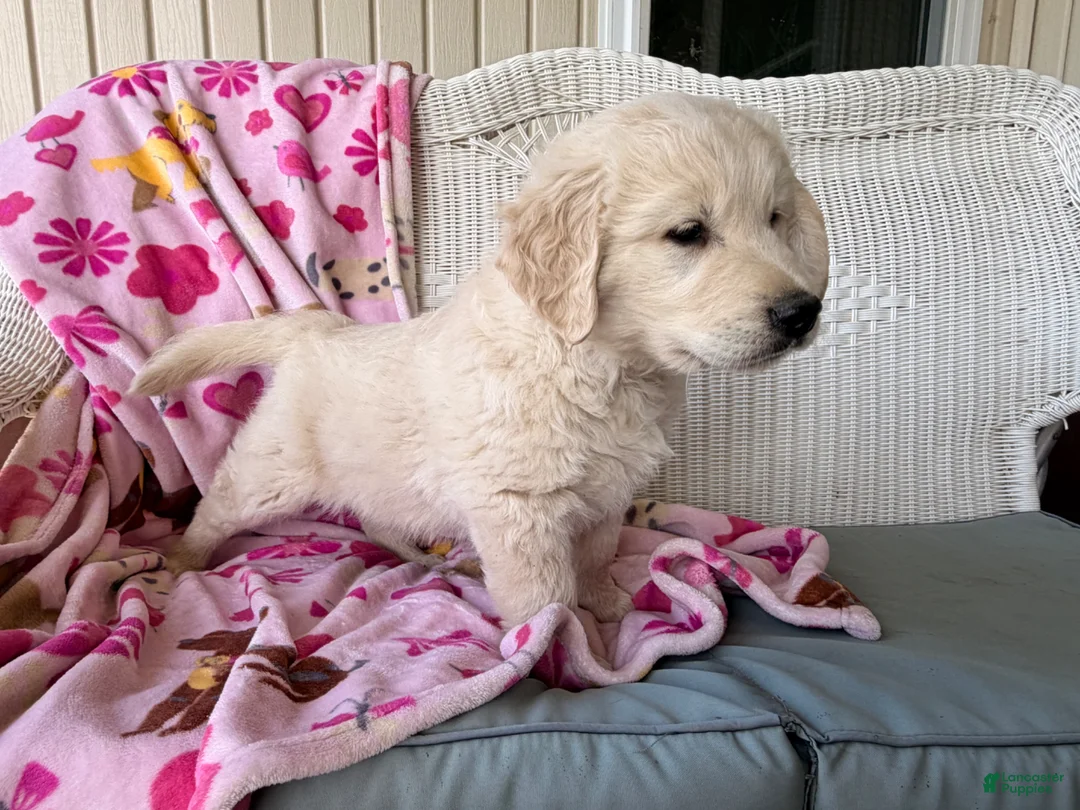 Golden Retriever dogs for sale: Scout - Ad 5