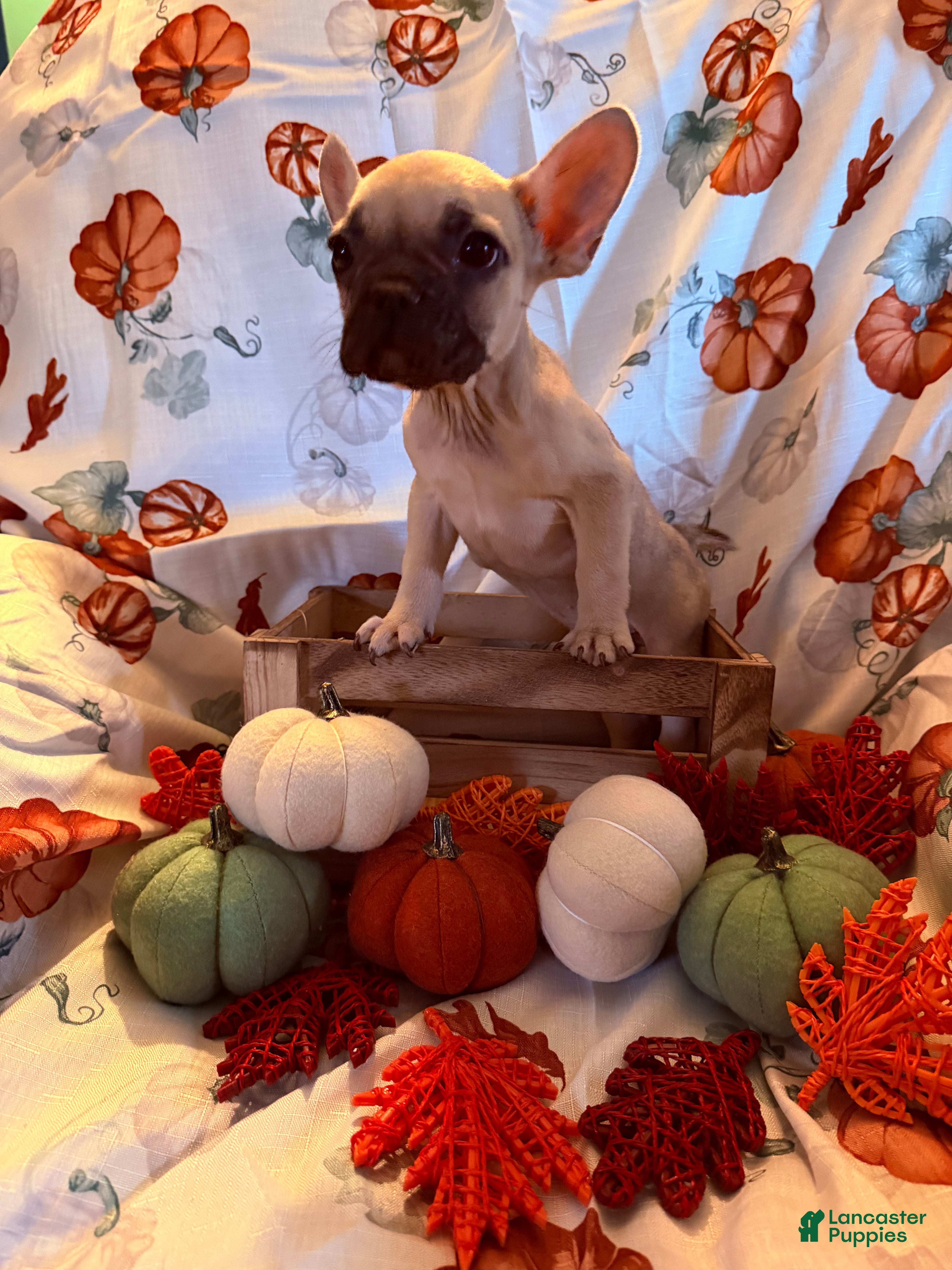 French Bulldog dogs for sale: Tan Boy - Ad 2