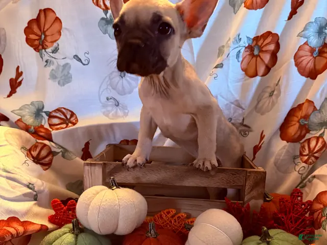 French Bulldog dogs for sale: Tan Boy - Ad 3
