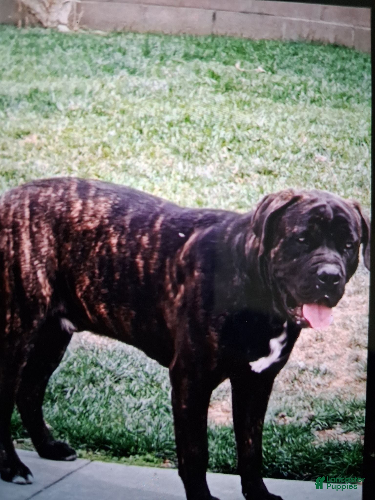 Cane Corso dogs Cane Corso 1 - Ad 1
