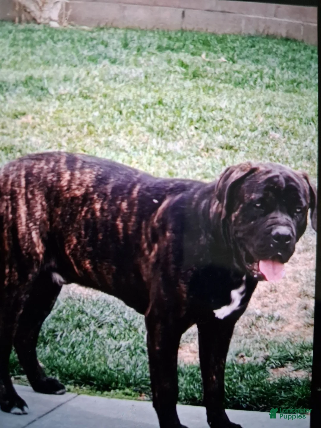 Cane Corso dogs for sale: Cane Corso 1 - Ad 1