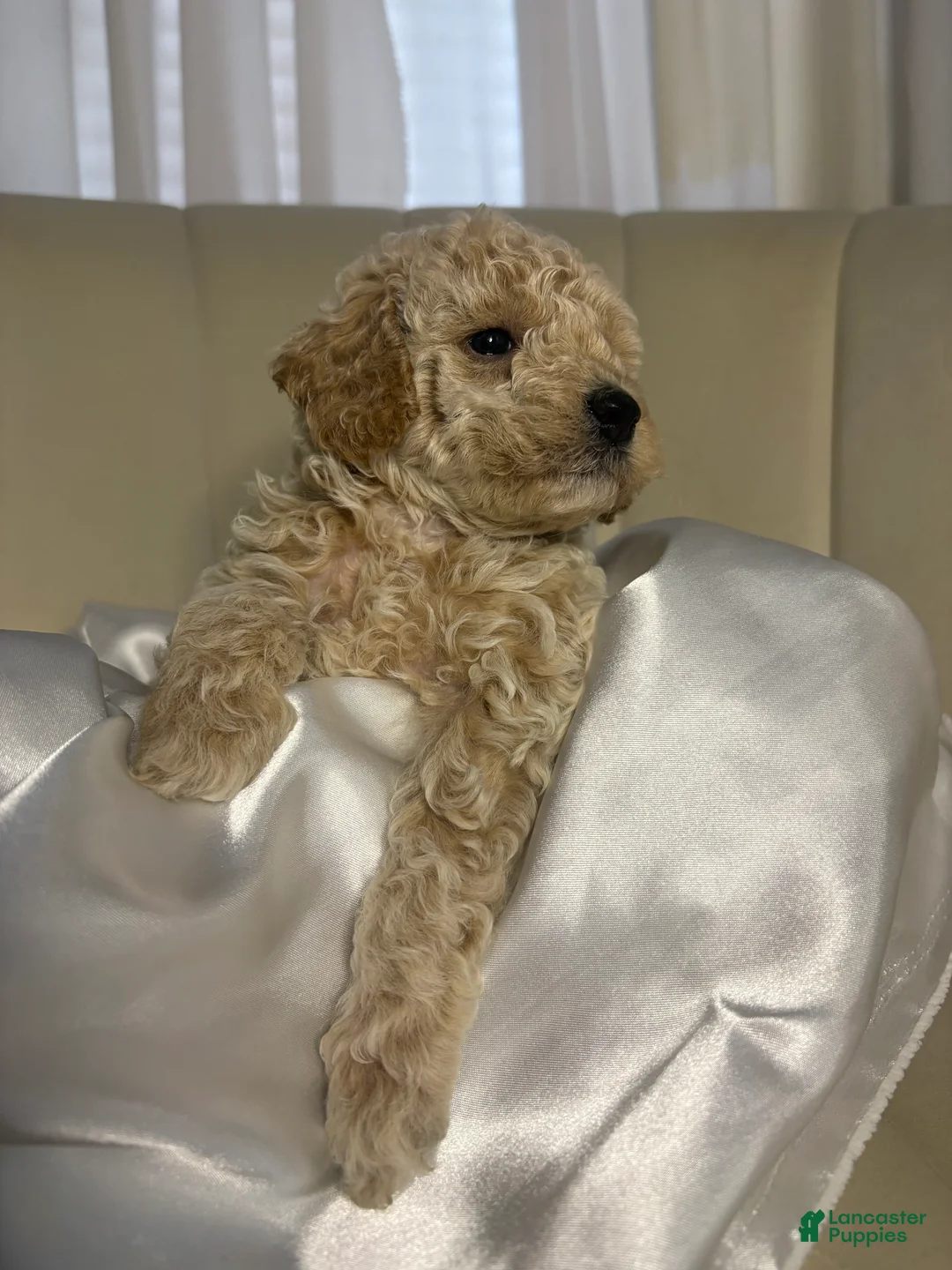 Toy Poodle dogs for sale: Toy Poodle Puppy 1 - Ad 1