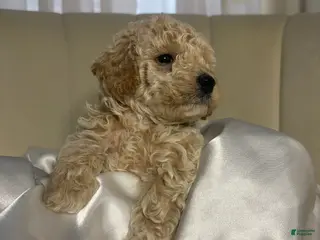 Toy Poodle dogs for sale: Toy Poodle Puppy 1 - Ad 1