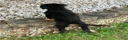 Bernese Mountain Dog dogs for sale: Akc Lory - Ad 4