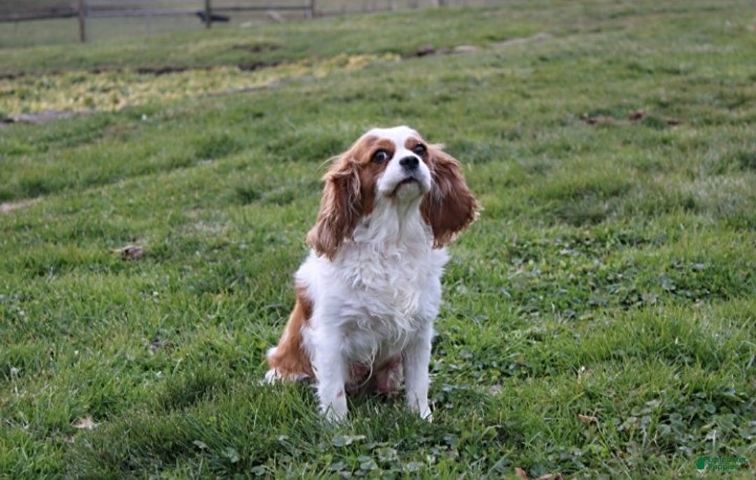 Cavapoo dogs for sale: Easton - Ad 11