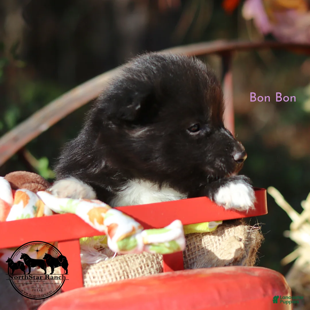 Nenets Herding Laika dogs for sale: Bon Bon - Ad 3