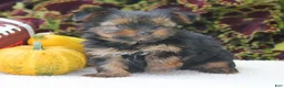Yorkshire Terrier dogs for sale: Cooper - Ad 3