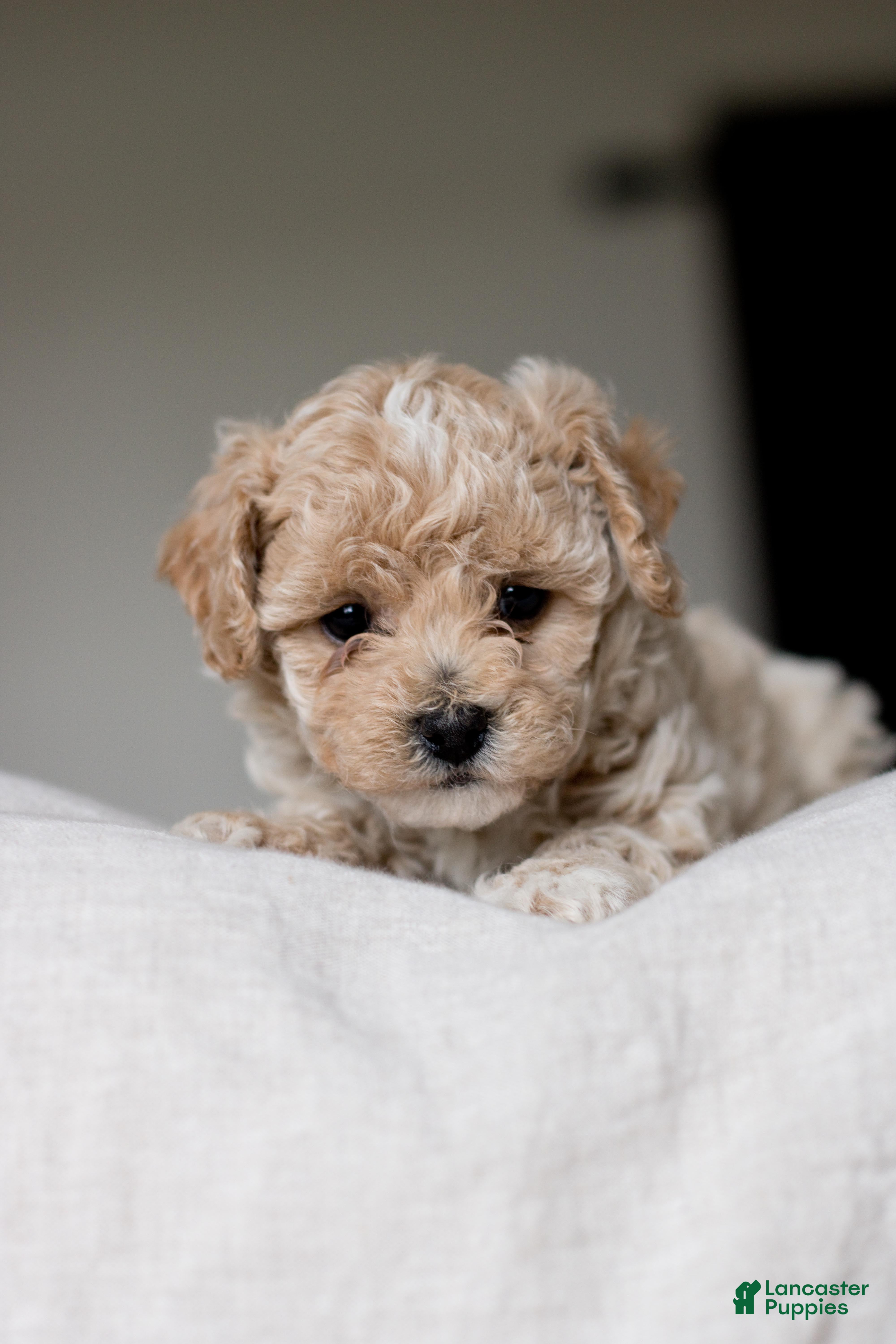 Bichpoo dogs Pip - Ad 2